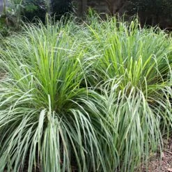 Lemon Grass Plant (Cymbopogon Citratus) -Garden Plants Lemon Grass 4
