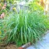 Lemon Grass Plant (Cymbopogon Citratus) -Garden Plants Lemon Grass FGT 600x600 de77fb29 9e3d 400e a75c a7a0bdaddc89