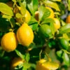 Lemon-Lime Citrus Bush -Garden Plants Lemon Lime Tree 600x600 21dd269a 3597 4ba1 a9b9 5a0b25c8cee4