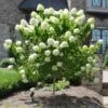 Limelight Hydrangea Tree -Garden Plants Limelight Hydrangea Tree FGT 600x600 e0352a94 f738 4470 b7a5 056d2defa892