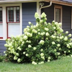 Limelight Hydrangea Shrub 13 Limelight Hydrangea Shrub -Garden Plants Limelight Hydrangea 4 FGT