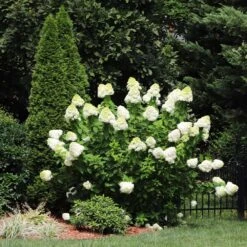 Limelight Hydrangea Shrub 12 Limelight Hydrangea Shrub -Garden Plants Limelight Hydrangea 5 FGT