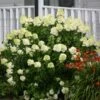 Limelight Hydrangea Shrub -Garden Plants Limelight Hydrangea FGT 600x600 1b72fac0 3424 494c bbd3 2c549418a840