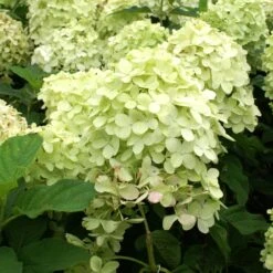 Limelight Hydrangea Tree -Garden Plants Limelight Hydrangea Tree 4 FGT