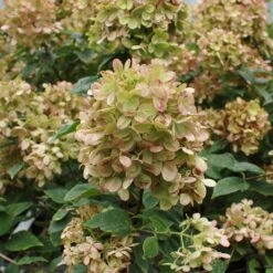 Limelight Hydrangea Tree -Garden Plants Limelight Hydrangea Tree 5 FGT