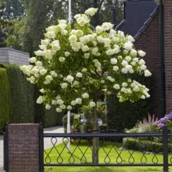 Limelight Hydrangea Tree -Garden Plants Limelight Hydrangea Tree 6 FGT