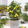 Limequat Citrus Tree -Garden Plants Limequat FGT 600x600 a92ccace c4ae 4bc6 a976 3c1e0bd252e5