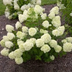 Little Lime® Hydrangea Shrub -Garden Plants Little Lime Hydrangea 1 FGT