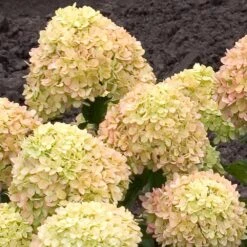 Little Lime® Hydrangea Shrub -Garden Plants Little Lime Hydrangea 2 FGT
