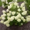 Little Lime® Hydrangea Shrub -Garden Plants Little Lime Hydrangea FGT 600x600 150b7ad3 a003 4a12 a633 4233f3f7f0de