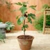 Little Miss Figgy™ Tree - USDA Organic -Garden Plants Little Miss Figgy Fig FGT 600x600 9a6ad374 df91 4643 a33e 7814bac69648