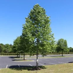 Tulip Poplar 'Little Volunteer' -Garden Plants Little Volunteer Poplar 1