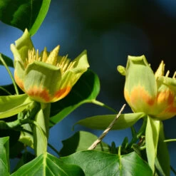 Tulip Poplar 'Little Volunteer' -Garden Plants Little Volunteer Poplar 2