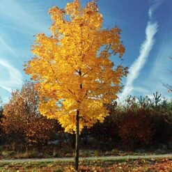Tulip Poplar 'Little Volunteer' -Garden Plants Little Volunteer Poplar 3
