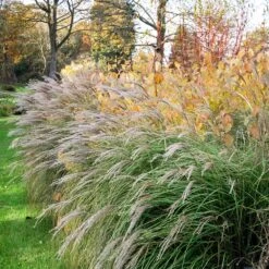 Little Kitten Maiden Grass -Garden Plants Little kitten Madien Grass 1