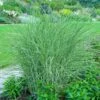 Little Kitten Maiden Grass -Garden Plants Little kitten Madien Grass 600x600 d6dfc452 4439 47ec b6c2 1cb63ed67bfb
