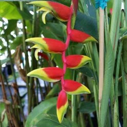 Lobster Claw Plant -Garden Plants Lobster Claw 6