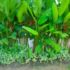 Lobster Claw Plant -Garden Plants Lobster Claw 9