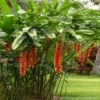 Lobster Claw Plant -Garden Plants Lobster Claw FGT 600x600 76c7e6bc d7b1 4249 8fdf 47c4b61e37bb