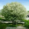 Lollipop® Crabapple Tree -Garden Plants Lollipop Crabapple 600x600 d8624b65 ba63 4304 8a6a eed9f908becf