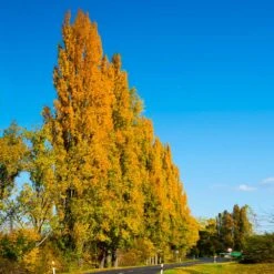 Lombardy Poplar Tree -Garden Plants Lombardy Poplar 5 FGT