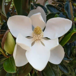 Little Gem Magnolia Tree -Garden Plants Lttle Gem Magnolia 2 FGT