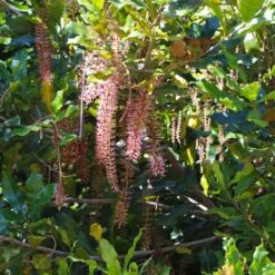 Macadamia Nut Tree -Garden Plants Macadamia Nut Tree 2