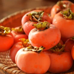 Weeping Persimmon 7 Weeping Persimmon -Garden Plants Magic Fountain Weeping Persimmon 2