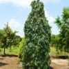 Weeping Persimmon -Garden Plants Magic Fountain Weeping Persimmon 600x600 bc23161f b03d 405c b030 48913a5cb84e