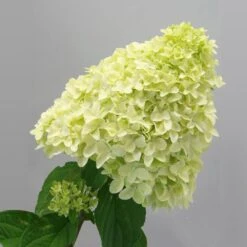 Magical® Candle Hydrangea Shrub -Garden Plants Magical Candle 2