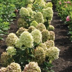 Magical® Candle Hydrangea Shrub -Garden Plants Magical Candle 3