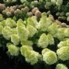 Magical® Candle Hydrangea Shrub -Garden Plants Magical Candle 600x600 FGT