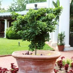 Ginkgo Biloba 'Mariken' Tree -Garden Plants Mairken Ginkgo 1 FGT