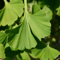 Ginkgo Biloba 'Mariken' Tree -Garden Plants Mairken Ginkgo 4 FGT