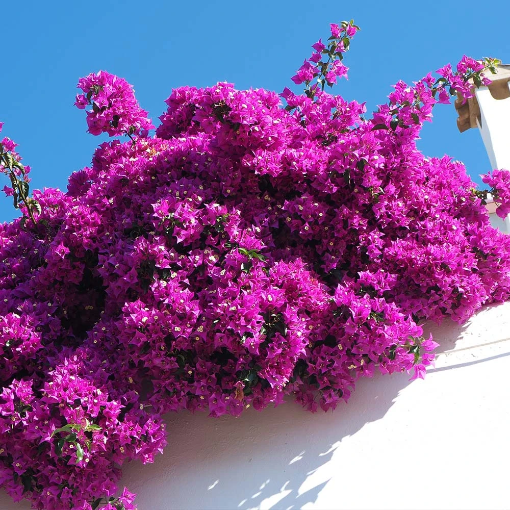 Majestic Purple Bougainvillea 4 Majestic Purple Bougainvillea - Image 2