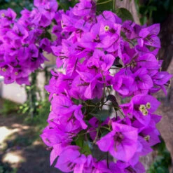 Majestic Purple Bougainvillea 7 Majestic Purple Bougainvillea -Garden Plants Majestic Purple Bougainvillea 4 FGT