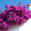 Majestic Purple Bougainvillea 1 Majestic Purple Bougainvillea -Garden Plants Majestic Purple Bougainvillea FGTT 600x600 1