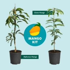 Alphonso Mango -Garden Plants Mango Kit Graphic dc77f6db ee29 43d2 85de 9f3718171195