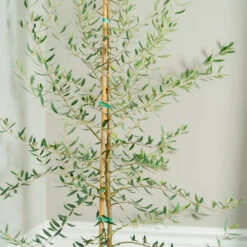 Manzanillo Olive Tree -Garden Plants Manzanilla Olive Tree 2