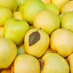 Mutsu (Crispin) Apple Tree -Garden Plants Matsu Crispin Apple 2 911ff493 b5f3 4735 b48a e3117551cc55