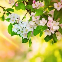 Mutsu (Crispin) Apple Tree -Garden Plants Matsu Crispin Apple 5