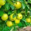 Mutsu (Crispin) Apple Tree -Garden Plants Matsu Crispin Apple FGT 600x600 f11d200b 9c26 4640 801d bee6ec3e5a08