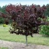 Merlot Redbud Tree -Garden Plants Merlot Redbud 600x600 dcb12f0f 23be 4d18 856c 0208116d3a6e
