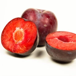 Methley Plum Tree 11 Methley Plum Tree -Garden Plants Methley Plum 3 6230ed7a 5c4e 4b03 88d0 ad8f75f62363