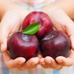 Methley Plum Tree 10 Methley Plum Tree -Garden Plants Methley Plum 4 4ec34c93 142f 4450 8af1 feb06f93c049