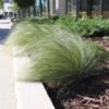 Mexican Feather Grass -Garden Plants Mexican Feather Grass FGT 600x600 eb05c49a e036 429c b829 1928983a943b