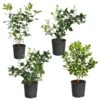 Citrus Bush Variety Kit 2 Citrus Bush Variety Kit -Garden Plants Meyer Key cal Per 1 2 bush 600x600 2c56cf88 a401 40e9 bd89 34f2eb3cd2b9