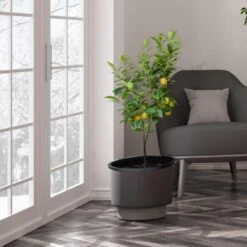 Meyer Lemon Tree - USDA Organic -Garden Plants Meyer Lemon Tree 3 FGT b7562976 3142 4944 868e f1282fe437b5