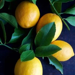 Meyer Lemon Tree - USDA Organic -Garden Plants Meyer Lemon Tree 4 FGT 86c355b1 1806 432f bbab b2cdc2387094