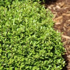 Micron® Holly Shrub -Garden Plants Micron Holly 4 FGT